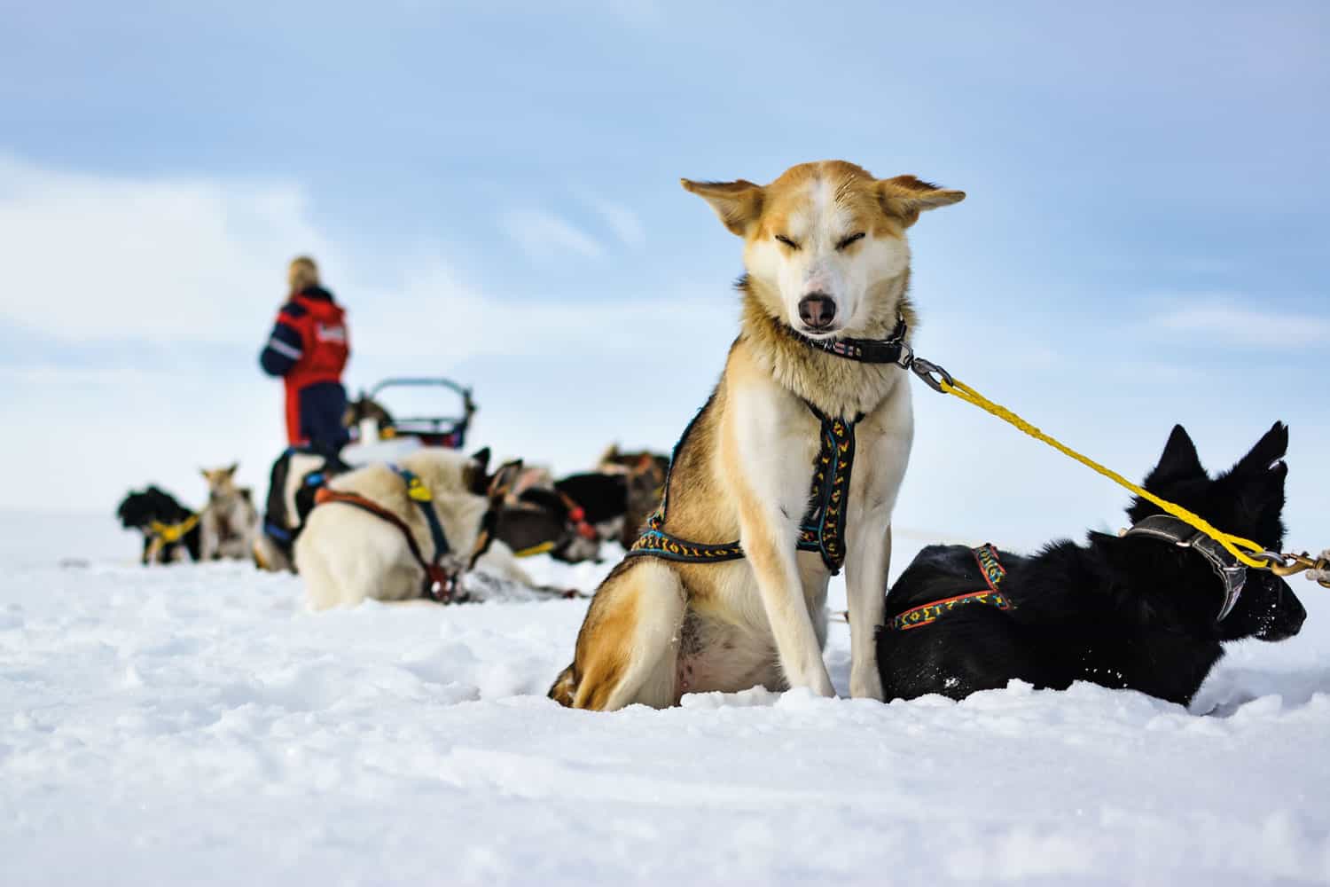 Hundeslædetur i Norges ødemark