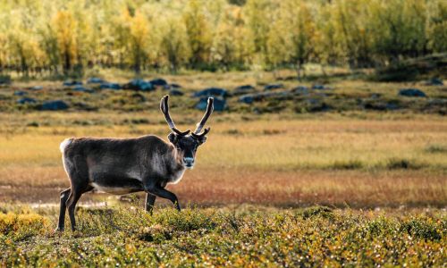 I renernes fodspor i Svensk Lapland